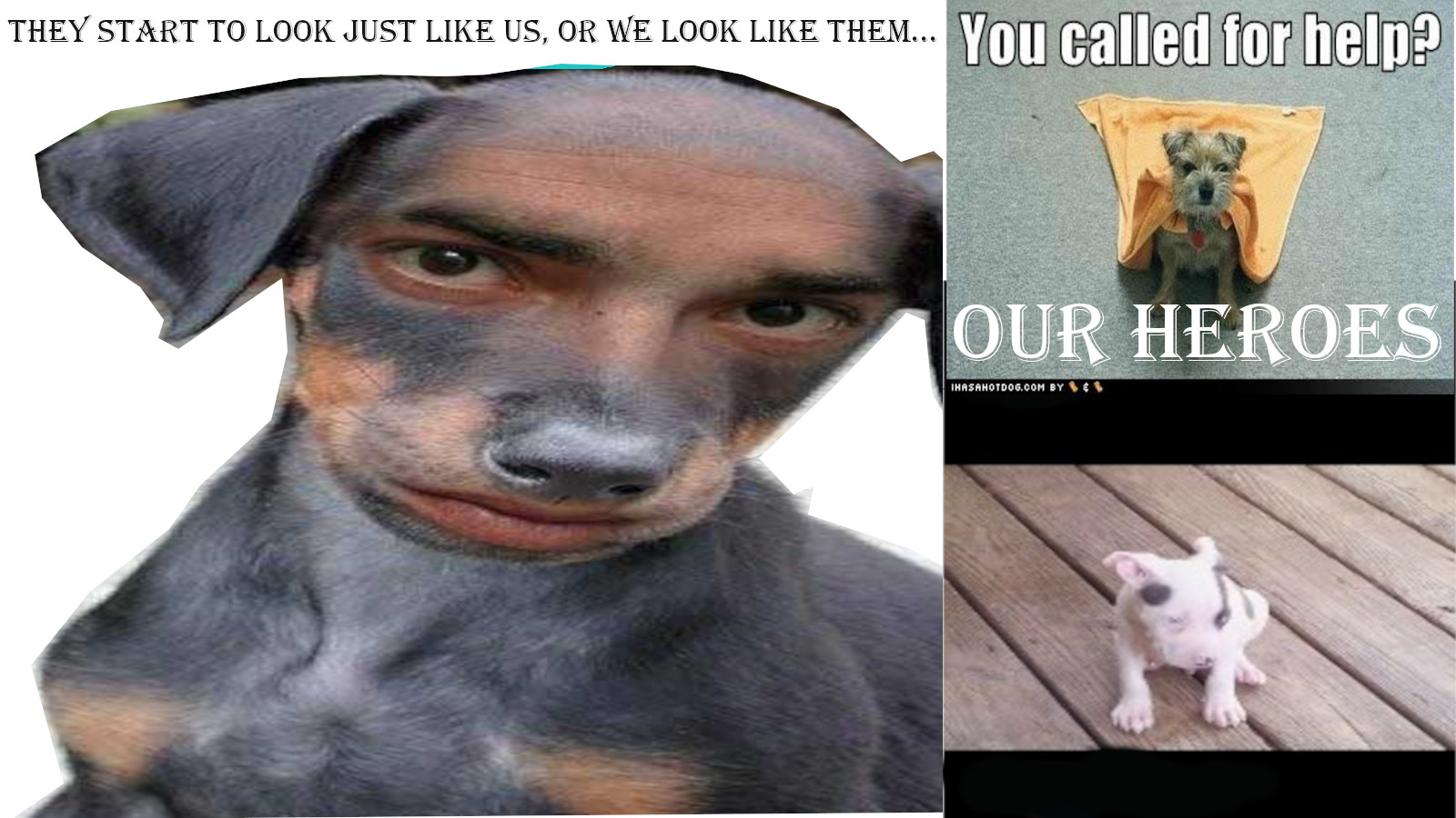DOGGOS